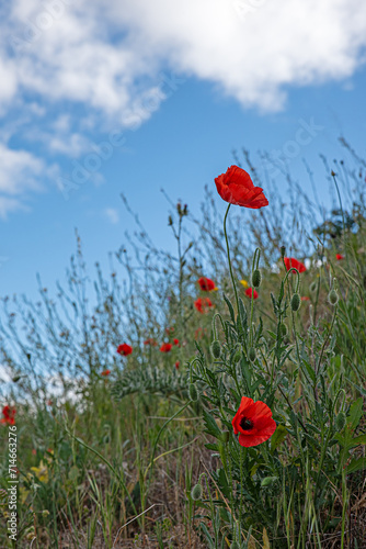 poppies in the field from below with blue sky and clouds in the background