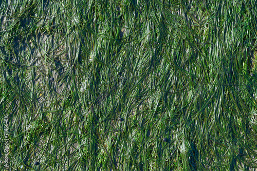 commom dwarf eelgrass resp.Zostera noltii during low tide at North Sea,Wattenmeer National Park,Germany photo