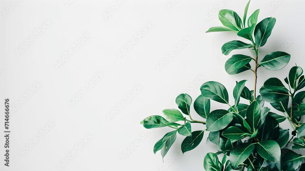 Tropical Finesse: A Vibrant Green Plant on a White Canvas – Create a Serene Atmosphere with This Nature-inspired Image, Ideal for Text Overlay