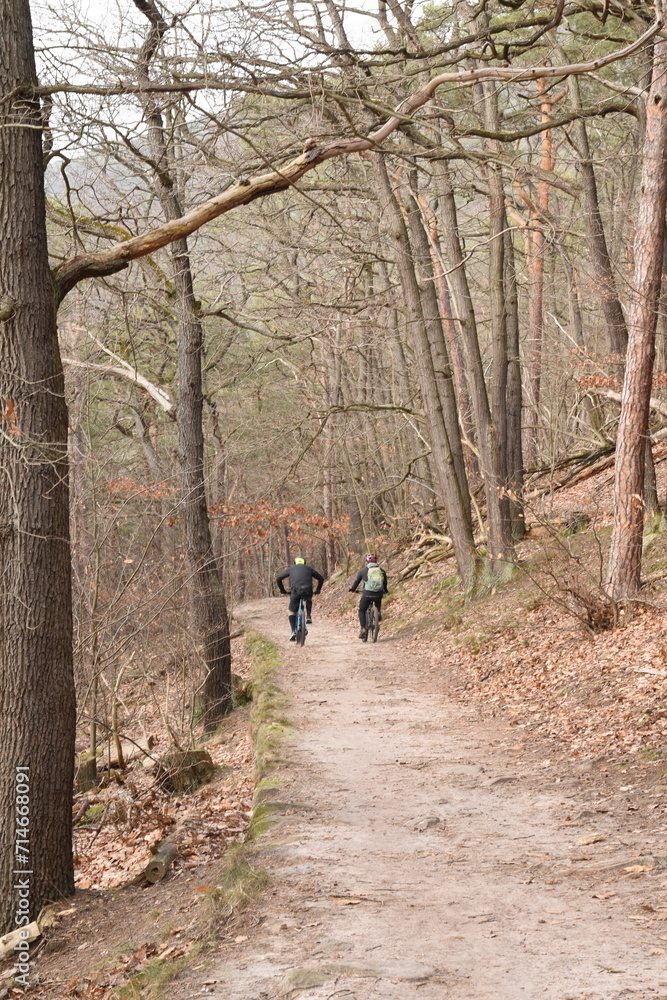 path in the woods