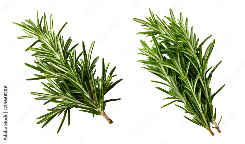Fototapeta premium rosemary png. rosemary leaf png. Salvia rosmarinus png. rosemary top view png. rosemary flat lay png. aromatic herb of rosemary png