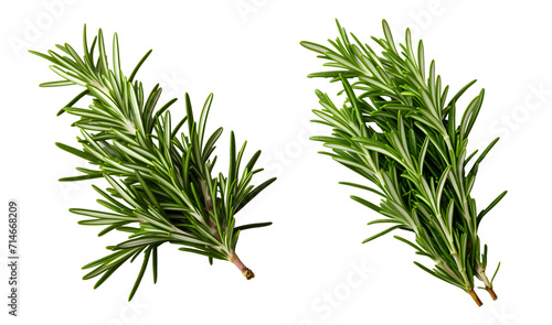 rosemary png. rosemary leaf png. Salvia rosmarinus png. rosemary top view png. rosemary flat lay png. aromatic herb of rosemary png photo