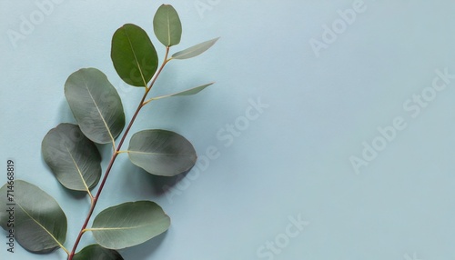 banner with one eucalyptus branch on a light blue background minimalism