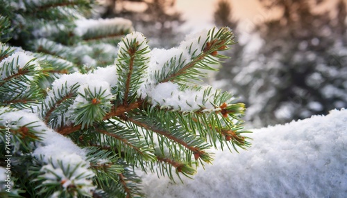 fir branch on snow