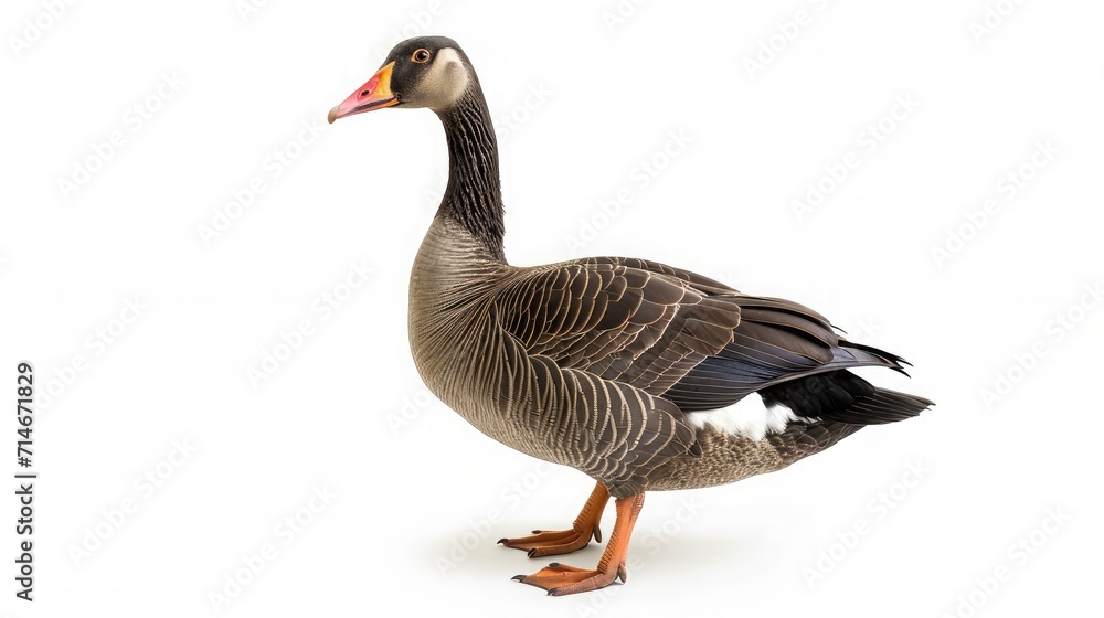 goose on isolated white background. goose on isolated white background.