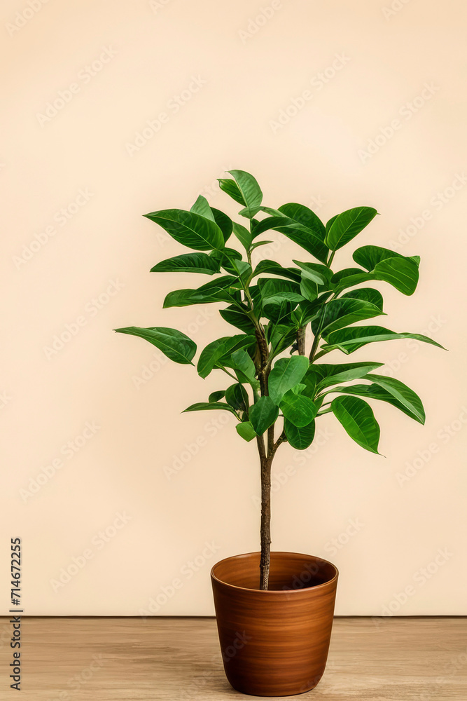 Ornamental tall green houseplant with wide leaves stands on floor in brown ceramic pot without ground. Preparation for planting. On background of beige wall, with space for text. Copy space. Ornamental tall green houseplant with wide leaves stands on floor in brown ceramic pot without ground. Preparation for planting. On background of beige wall, with space for text. Copy space.