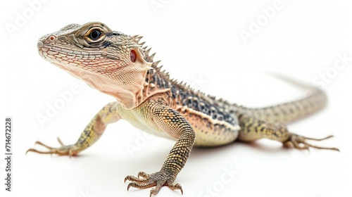 lizard on isolated white background.