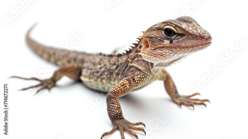 lizard on isolated white background.