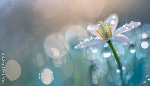 flower with dew dop beautiful macro photography with abstract bokeh background
