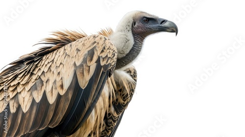 vulture on isolated white background.