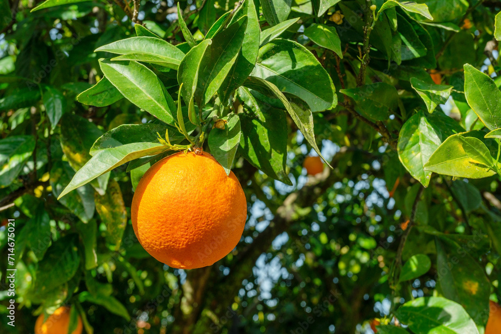 Ripe orange fruit on orange tree between lush foliage. View from below.