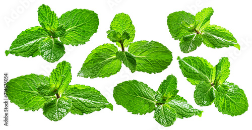  Set of green fresh mint leaves isolated on white background. File contains clipping paths.