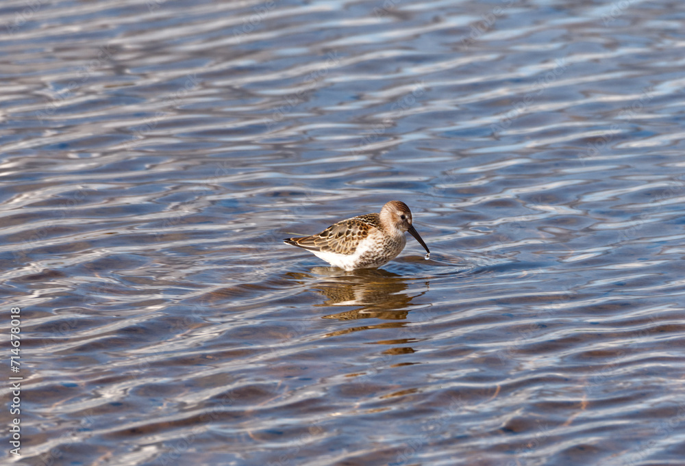 Sandpipers in the Tipperne bird sanctuary Sandpipers in the Tipperne bird sanctuary