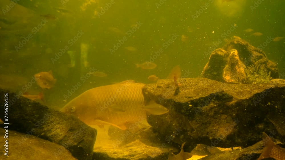 river fish in a terrarium. Selective focus. river fish in a terrarium. Selective focus.