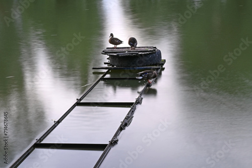 A ducks sits on an wooden shield in the lake.  Morning calm.