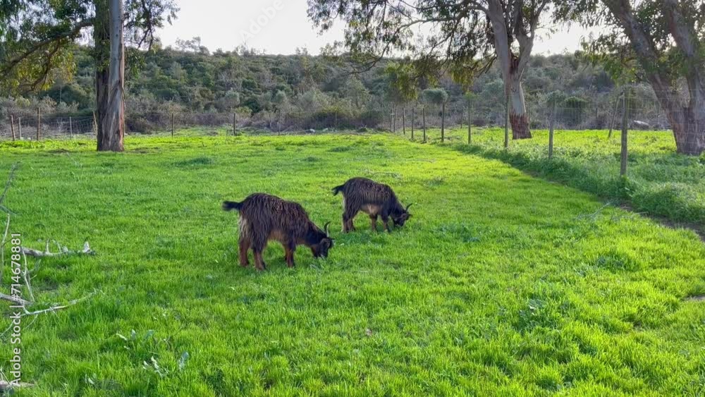 Two goats eating in a green pasture Two goats eating in a green pasture