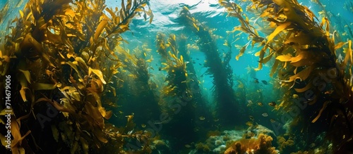 Giant Kelp in Channel Islands, California reef.
