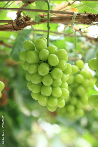 シャインマスカット