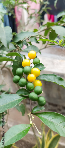 Solanum pseudocapsicum Plant