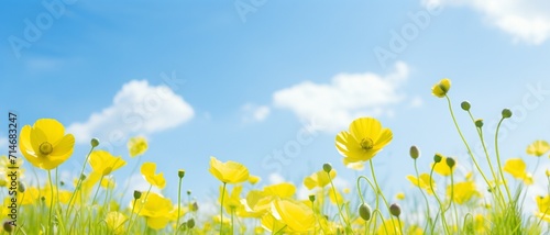Buttercups in the breeze. Spring meadow and blue sky. Low angle view. © sami