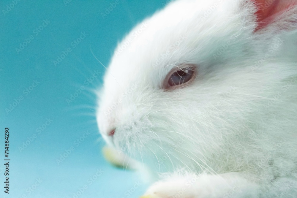 white rabbit on a blue background white rabbit on a blue background