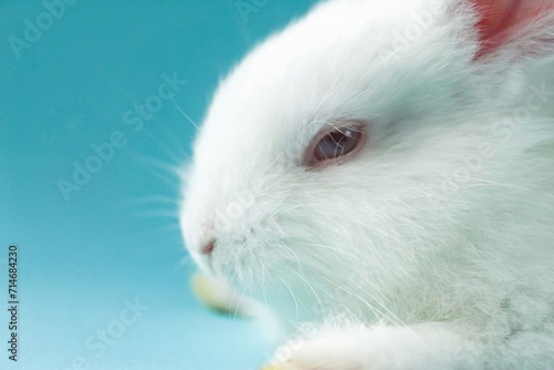 white rabbit on a blue background