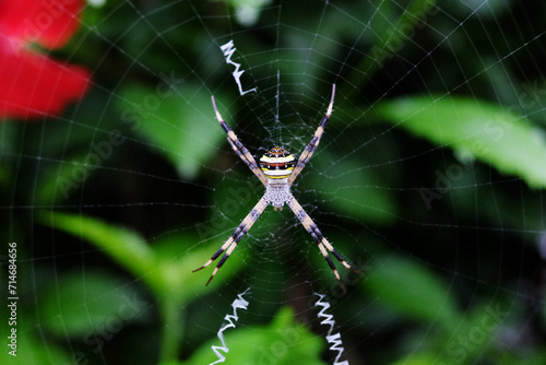 Wasp spider on web with prey with black and yellow stripe in green natural garden background