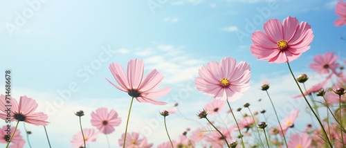 Pink cosmos flowers with sky, in morning © sami