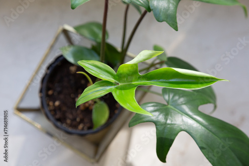 A fresh green new leaf untwirling of a young, tropical philodendron florida green plant. photo