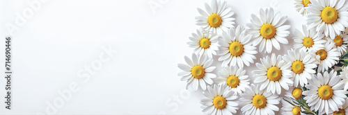 White daisies, spring flowers daisy on white background. Panoramic background banner Mother's Day, Women's Day, Valentine's Day. Copy space, top down. Generative AI.