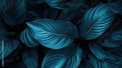 Bright blue green leave tropical forest plant spathiphyllum cannifolium in dark nature background.Curve leaf floral botanical abstract desktop wallpaper,website backdrop