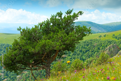 Pine tree at rhe Shadzhatmaz mountain plateau in Kabardino-Balkarian Republic, Caucasus Mountains photo