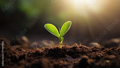 Green young plant sprout growth in the fertile soil with bokeh sunlight. Eco nature background concept for green campaign photo