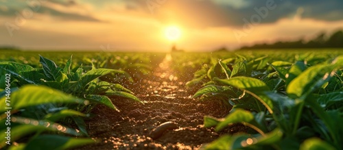 Sunset over a field of young tobacco plants. Agricultural landscape.