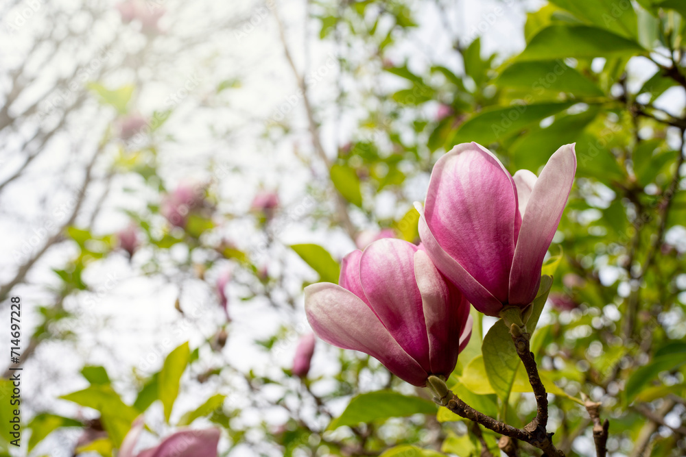 Fototapeta premium pink magnolia flowers in spring