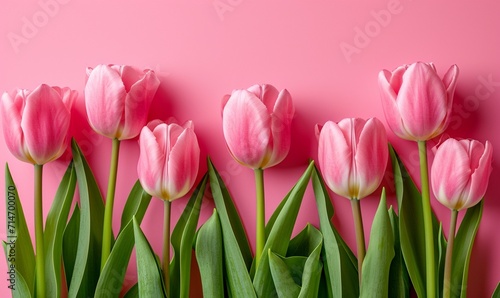 Pink Tulips Against Vibrant, Pink Background,ideal for spring and floral themes,background, top-view. © Yuparet