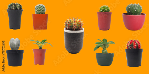 Isolated variues cactus pot on orange background © RilakkuMaxx