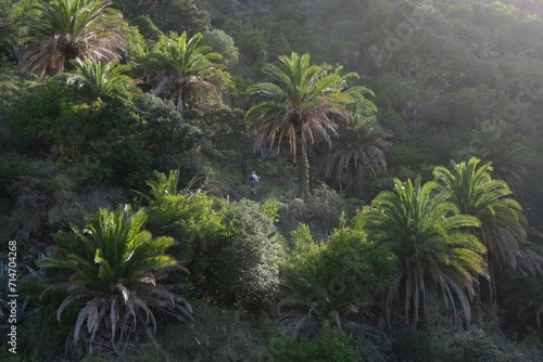 Silhouette of hiking person among palms in mountains on trail from town Hermigua to El Cedro on La Gomera  Canary Islands  Spain