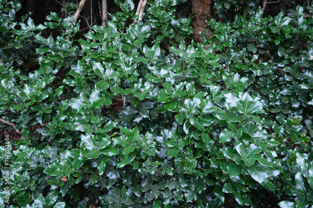 Close-up of bay leaves growing on a tree. Garajonay National Park with with the world's largest, ancient laurel forest, on UNESCO list in La Gomera, Canary Islands, Spain Close-up of bay leaves growing on a tree. Garajonay National Park with with the world's largest, ancient laurel forest, on UNESCO list in La Gomera, Canary Islands, Spain