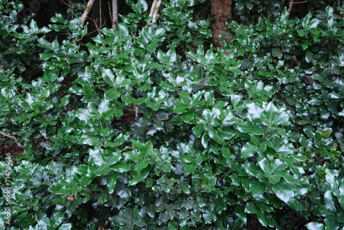 Wallpaper Mural Close-up of bay leaves growing on a tree. Garajonay National Park with with the world's largest, ancient laurel forest, on UNESCO list in La Gomera, Canary Islands, Spain Torontodigital.ca