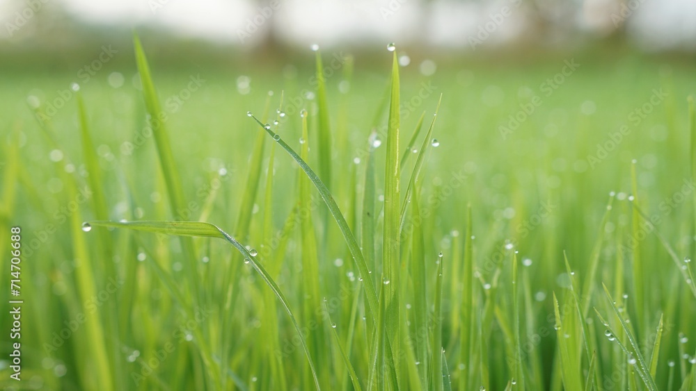 Obraz premium Closeup Shot of Morning Dew on Rice Sapling Leaves. drops of dew on the tip of the grass in the morning