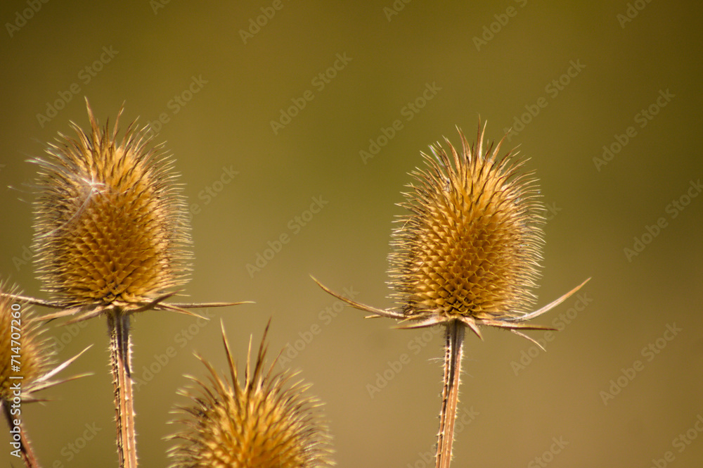 Closeup of brown dried cutleaf teasel seeds with green brown blurred background