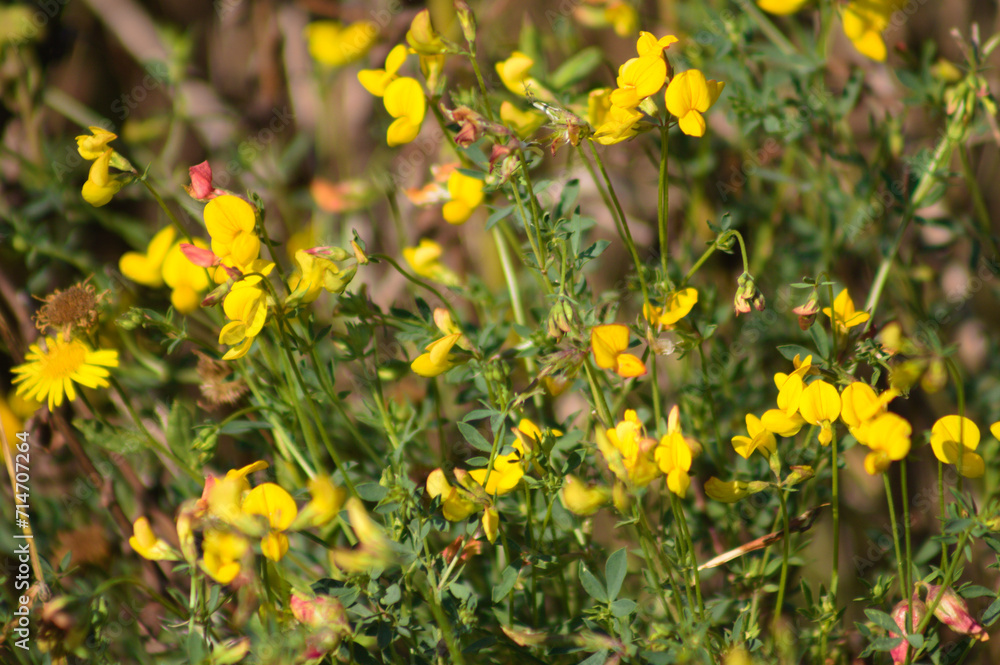 Closeup of common bird's foot trefoil flowers with selective focus on foreground.Lotus Closeup of common bird's foot trefoil flowers with selective focus on foreground.Lotus