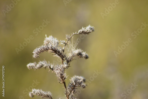 Closeup of pale bugloss with green blurred background © Cenusa Silviu Carol