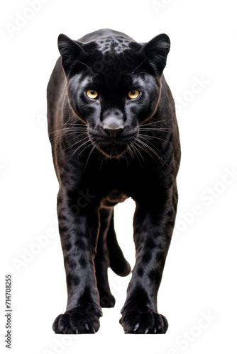 A black panther isolated on a transparent background.