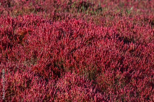 アッケシソウ　サンゴ草　Native habitat of Salicornia europaea photo