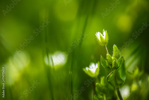 Stellaria media, chickweed, common chickweed, chickenwort, craches, maruns, and winterweed Close-up of a meadow during flowering. Medicinal plant at the time of herbalist harvesting photo