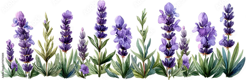 Vibrant watercolor lavender, detailed purple blooms and green leaves, focused and textured, isolated on transparent or white background