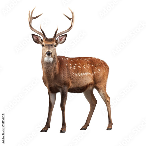 Deer clip art