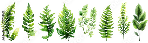 Watercolor illustration of diverse, lush green plants and leaves, displayed horizontally against on a white background